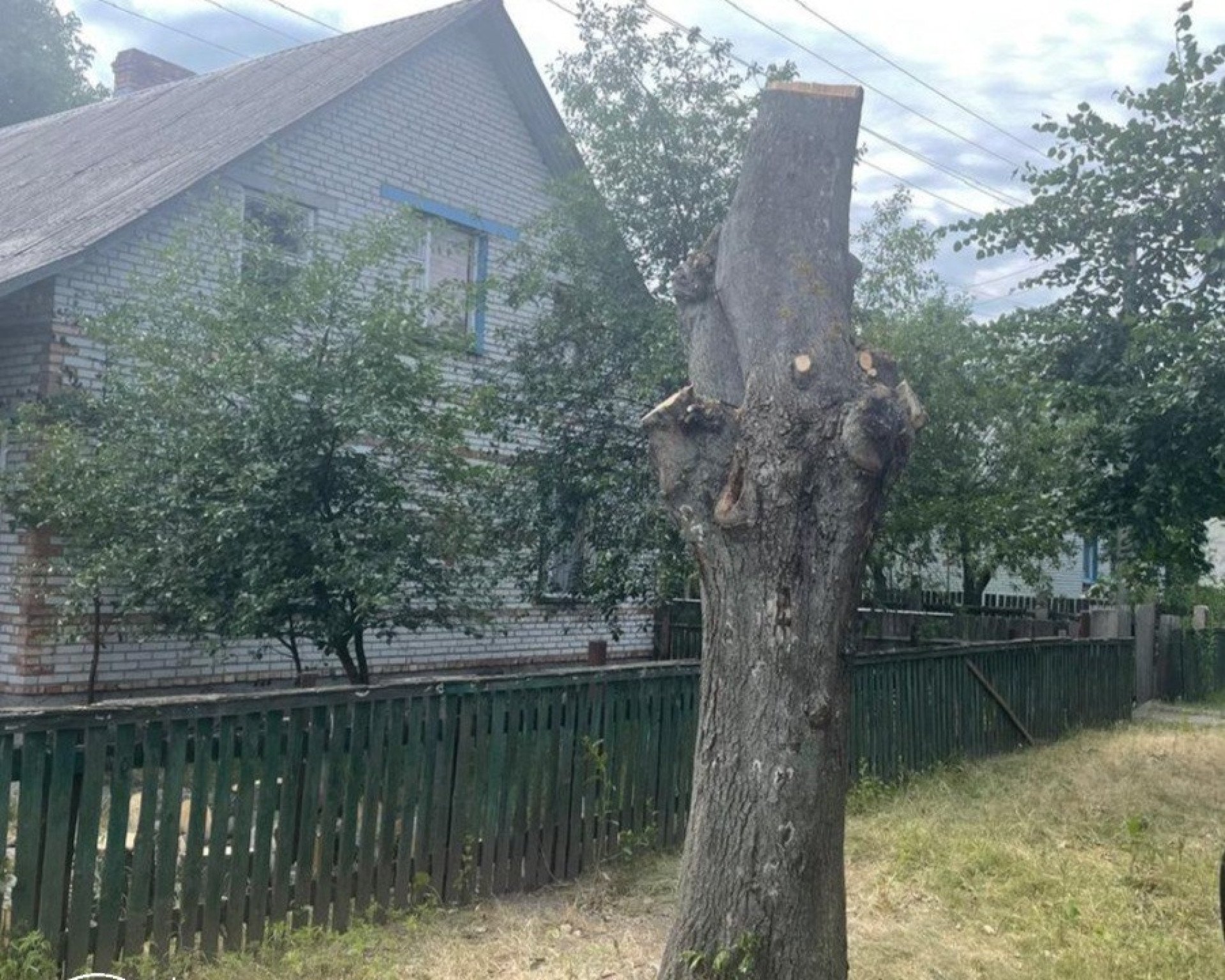 На Житомирщині за обрізку липи чоловік сплатить майже 7 тисяч гривень