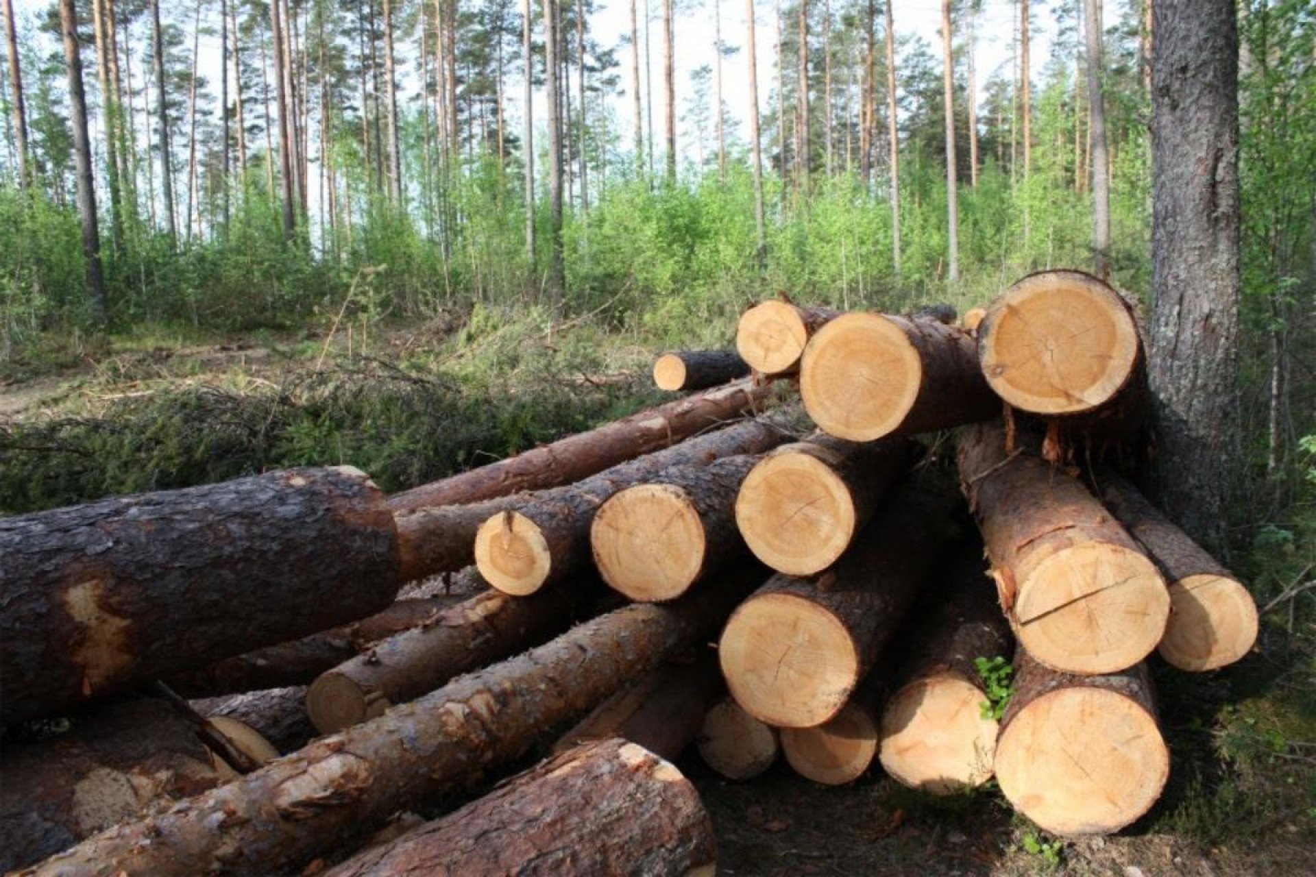 На Житомирщині лісник ігнорував незаконну вирубку 300 дерев: недбалість оцінюють в понад 2,4 млн грн