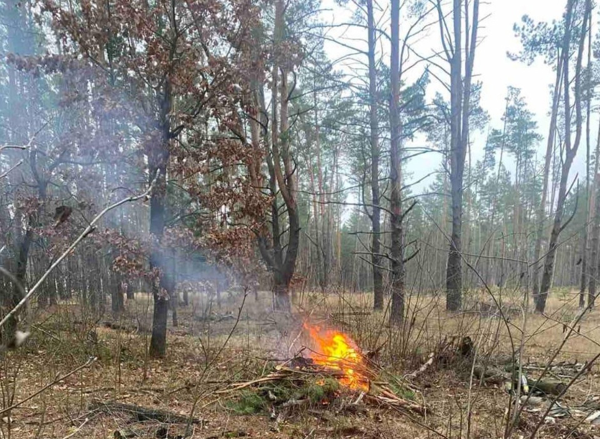 За спалювання гілля у лісі оштрафували жителя Радомишльської громади: сплатить 1530 гривень