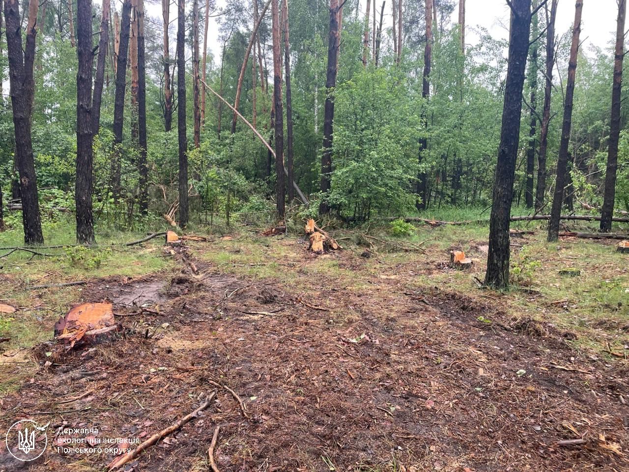 Незаконна порубка 11 сосен на Житомирщині: збитки сягають 180 тисяч гривень
