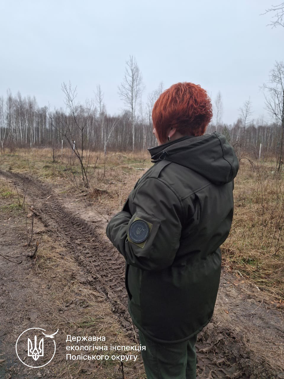 У Звягельському районі незаконно вирізали 35 гектарів лісу